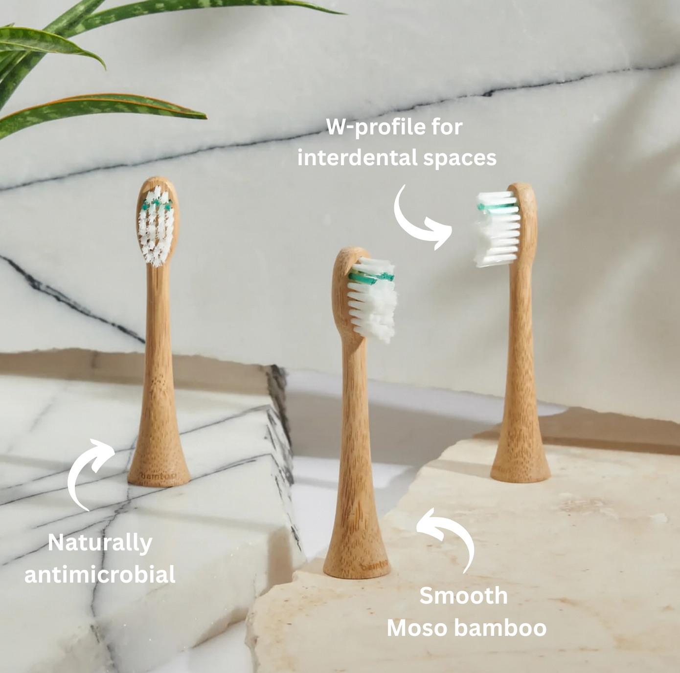 Medium Bamboo Head
